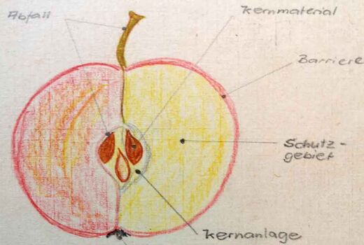 Apfelhälfte Zeichnung © Frank Wollmann