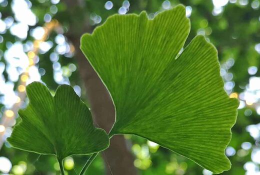 Gingko-Blatt © Frank Wollmann