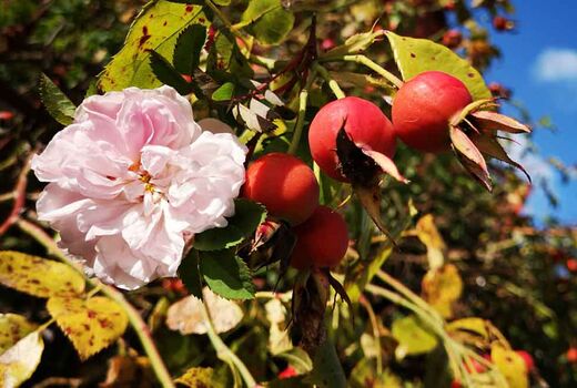 Rose und Hagebutte© Frank Wollmann