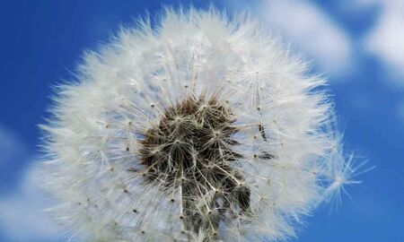 Pusteblume © Frank Wollmann