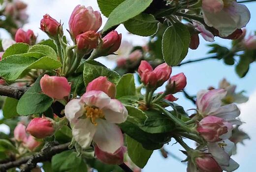 Apfelblüten © Frank Wollmann