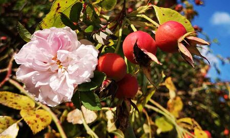 Rose und Hagebutte© Frank Wollmann