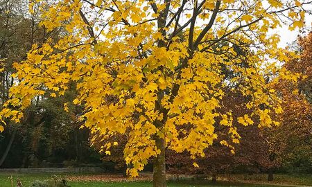 Ahorn im Herbstkleid © Ina Lilie