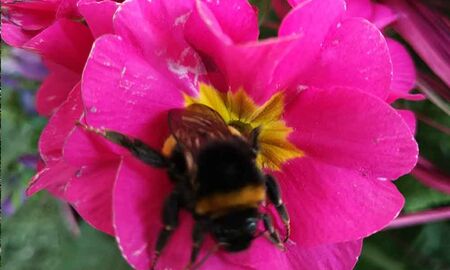 Biene auf einer pinkfarbenen Primelblüte © Frank Wollmann