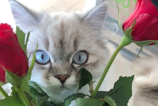 Katze mit blauen Augen © Frank Wollmann