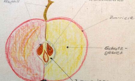 Apfelhälfte Zeichnung © Frank Wollmann