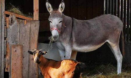 Ziege und Esel © Frank Wollmann