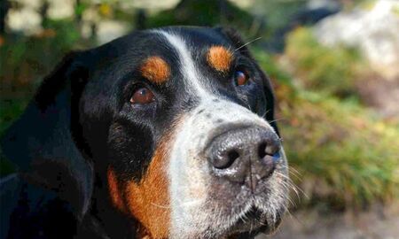 Hundeportrait © Frank Wollmann