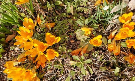 viele Krokusse im Garten © Frank Wollmann