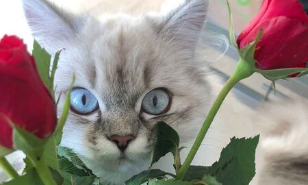 Katze mit blauen Augen © Frank Wollmann