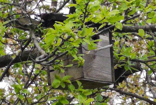 Vogelhaus © Frank Wollmann