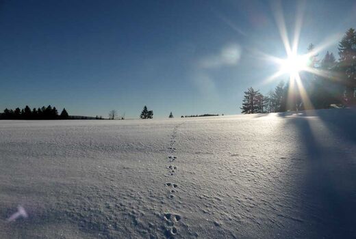 wunderschöne Schneelandschaft mit Lichtreflex © Frank Wollmann