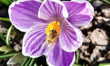 Krokusblüte © Frank Wollmann