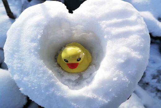 Gelbe Badeente sitzt in einem Herz aus Schnee © Frank Wollmann