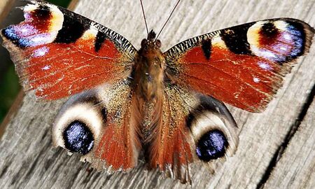 Ein Tagpfauenauge sitzt mit weit geöffneten Flügeln auf verwittertem Holz