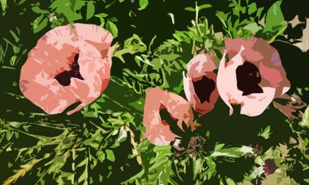 Mohnblumen © Frank Wollmann