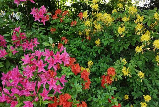 Pink, orange und gelb blühende Azaleen und Rhododendren im grünen Garten