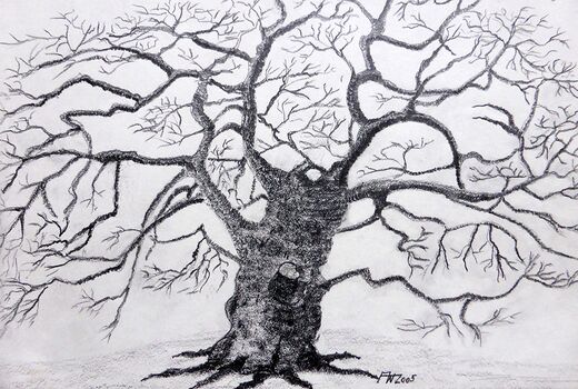 Zeichnung alter knorriger Baum © Frank Wollmann
