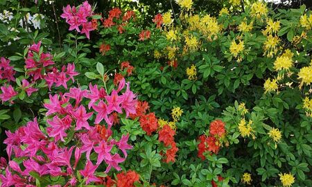 Pink, orange und gelb blühende Azaleen und Rhododendren im grünen Garten