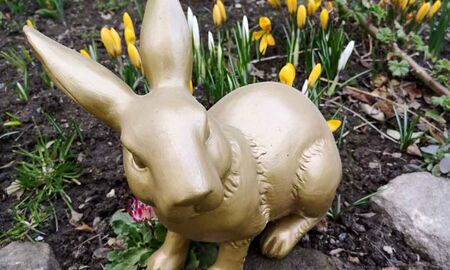 Osterhase zwischen Frühblühern © Frank Wollmann