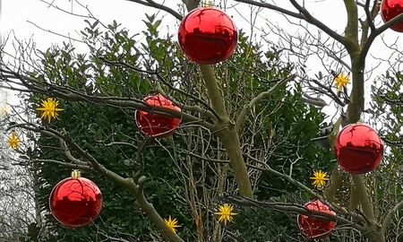 Weihnachtskugeln am Strauch © Frank Wollmann